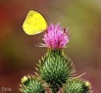Attraction - Butterfly on thistle