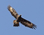 Attraction - Wedge Tailed Eagle